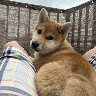 2月産まれ、幸せな生涯を託せるご家族を探しています