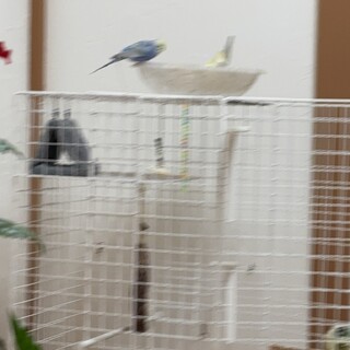 セキセイインコ里親募集