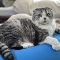 のんびりふわふわスコちゃん