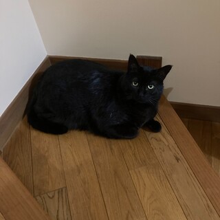 黒猫　オス　2歳の里親さん募集！