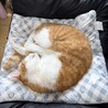 でかでかお