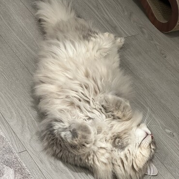 の写真