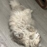 の写真