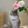 の写真