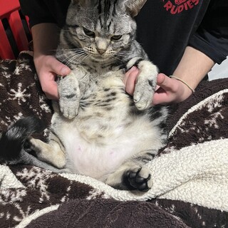 猫を愛してる方