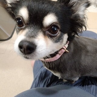 しらたまちゃん！チワワ 」佐賀県 - 犬の里親募集(541970) 1枚目の