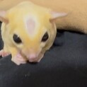 1歳7ヶ月のフクロモモンガ（オス）里親様募集