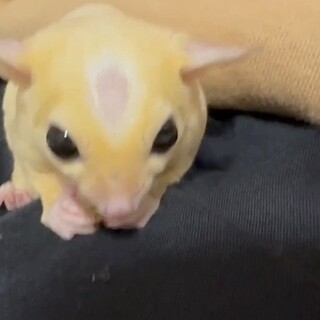 1歳7ヶ月のフクロモモンガ（オス）里親様募集