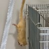 1歳7ヶ月のフクロモモンガ（オス）里親様募集 サムネイル3