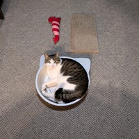 みかん