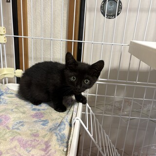 おちゃめな黒猫