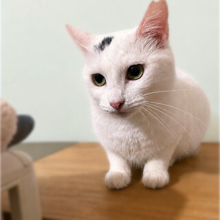 可憐な白猫❤️くみんちゃん