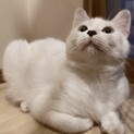 コアラ鼻❤️白猫おぼろちゃん