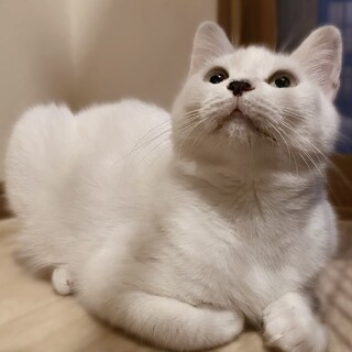 コアラ鼻❤️白猫おぼろちゃん