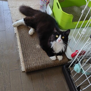 長毛猫の男の子たち