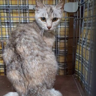 美人猫のぐれちゃん