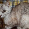 美人猫のぐれちゃん