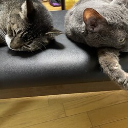 2匹になりました