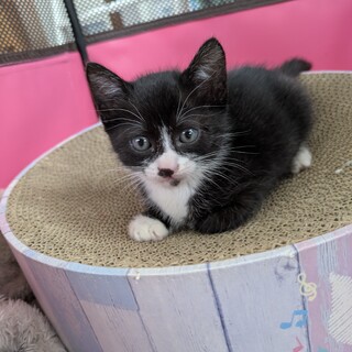 ヒマラヤンMIXの保護猫里親募集情報【掲載順】 :: ペットのおうち