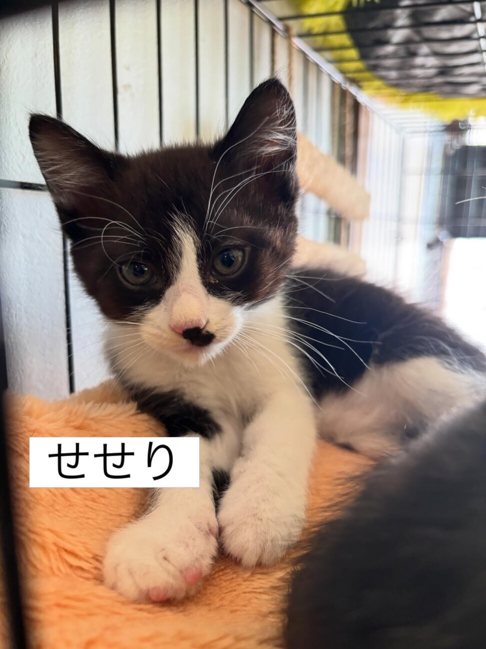 生後2か月 やんちゃな男」埼玉県 - 猫の里親募集(541922) 2枚目の