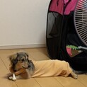 元気で無駄吠えしないステューシーちゃん
