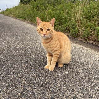 ヒマラヤンMIXの保護猫里親募集情報【掲載順】 :: ペットのおうち