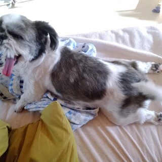 シーズー