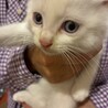 生後約2ヶ月くらいのオスの白猫 サムネイル2