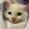 生後約2ヶ月くらいのオスの白猫 サムネイル4
