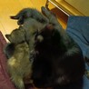 黒猫や黒サビの子猫です サムネイル5