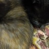 黒猫や黒サビの子猫です サムネイル6