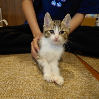 ヒマラヤンMIXの保護猫里親募集情報【掲載順】 :: ペットのおうち