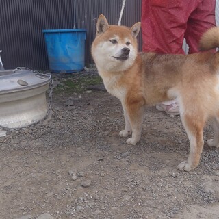 柴犬（赤）6歳　貴久江ちゃん
