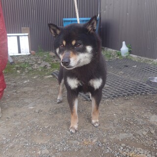 柴犬（黒）老犬8歳の浜千代ちゃん