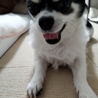 白チワワ5歳