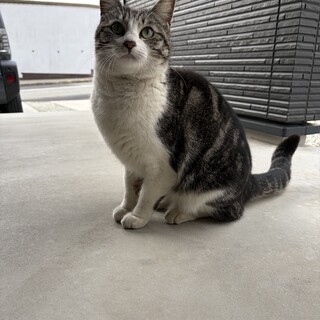 おしゃべりスリスリ大好き甘えん坊のたまちゃん
