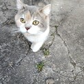 里親募集！人馴れしてます！