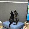テトヨル