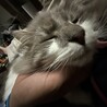 猫の守護者