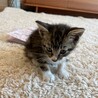 ままとま