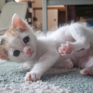 ‪☆生後1ヶ月の三毛猫ちゃんです‪☆。.:＊・゜
