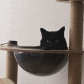 今年3歳のクロネコ