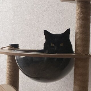 今年3歳のクロネコ