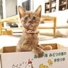 ちょっと困り顔の女の子♡マフィンちゃん サムネイル3