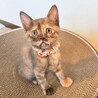 ちょっと困り顔の女の子♡マフィンちゃん サムネイル7