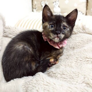 唯一無二のサビ柄がオシャレ♡ワッフルちゃん