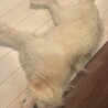3歳のゴールデンドゥードル サムネイル2