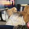 3歳のゴールデンドゥードル サムネイル3