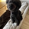 黒ぷーまる
