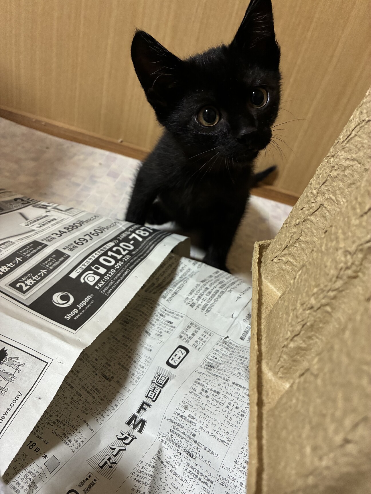 黒猫子猫オス長しっぽ3ヶ」鹿児島県 - 猫の里親募集(541219) 1枚目